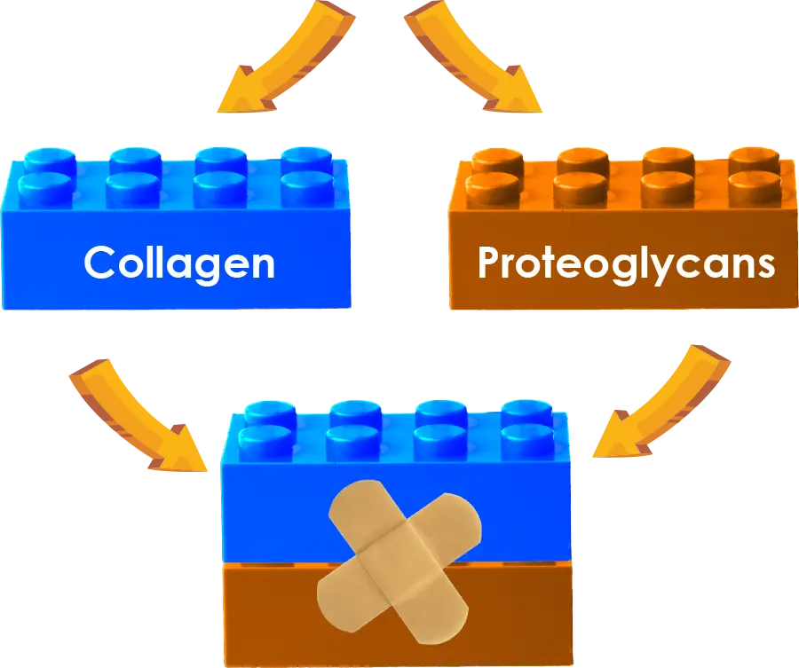 is piascledine effective - dual action
